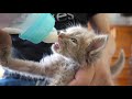 餌は食べれるけどミルクは自力で飲めない子猫【保護子猫】【保護猫 子猫】