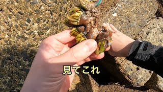 海の珍味 カメノテをおつまみにして食べる