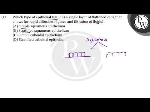 What epithelial tissue is a single layer of flattened cells?