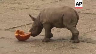 Celebran nacimiento de rinoceronte en zoológico checo