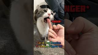 Cat vs Dog Reaction to the Middle Finger