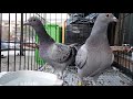 Accidentally !!! How pigeons Poo in water ?