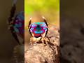 Vividly colored spider species enchanting nature enthusiasts #nature #spider #cute #shorts