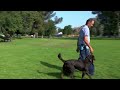 performance k9 training s director onsite video ad