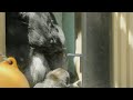 gorilla 1 minute video 28 courageous son s challenge to silver back kyoto city zoo