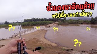 หมายน้ำแดง!! หลังฝนตก เช็คหมายน้ำไหลจะมีตัวมั้ย?? Ultralight fishing