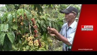 Budidaya Kopi Dengan Teknik Sambung Tingkatkan Produktifitas Buah