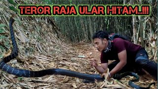 MERESAHKAN...RAJA ULAR INI KAMI TANGKAP ||  WILD PTYAS CARINATA