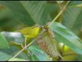 キャメロン高原の野鳥