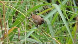 キャメロン高原の野鳥