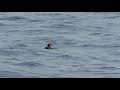 rhinoceros auklet cerorhinca monocerata brief view shearwater journeys san mateo co. california