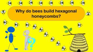 Why Do Bees Build Hexagonal Honeycombs Facts About Honeycombs