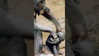 This Ape Uses Hugs to Keep Peace – Meet the Bonobos