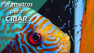 126🍼.- Parametros IDEALES para CRIAR Peces DISCO (EN CASA) ¡¡CON EXITO!!