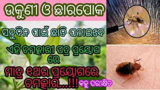 ଉକୁଣୀ ଓ ଛାରପୋକ ମାରନ୍ତୁ ବିନା ପଇସା ଖର୍ଚ୍ଚରେ |Head lice \u0026 Bed Bugs treatment| Odia Health Tips | Part-1