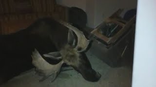 Moose Falls Through Snow-Covered Window Well, Ends Up Trapped In Breckenridge Basement