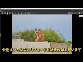 ロサンゼルスで野生動物撮影 nikon z 8の動物（瞳）認識検証！wildlife photography usa nikon z8 redfox キツネ 4k 556pf 野生動物