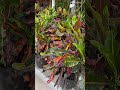 fall is in the air and these stunning croton colors are giving 🍂🧡 fall plants falldecor