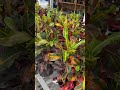 fall is in the air and these stunning croton colors are giving 🍂🧡 fall plants falldecor