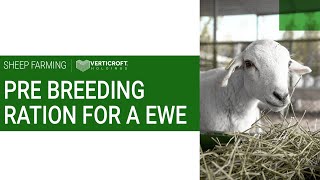 Pre - Breeding Ration For A Ewe | Sheep Farming | Verticroft Holdings | Ryan Singlehurst