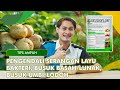 SELAMATKAN TANAMANMU ! dari Serangan Layu Bakteri, Busuk Basah & Lodoh