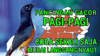 PANCINGAN GACOR PAGI-PAGI❗❗ COBA sekali murai DIAM langsung bunyi❗