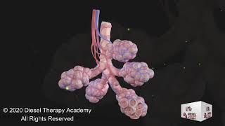 Asthma Explained - Best Video