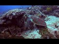 Diving Dauin 2023: Apo Island (GoPro 11, 5.3K)