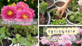 เบญจมาศ | ปลูกเบญจมาศง่ายๆในกระถาง | how to grow chrysanthemum in pot