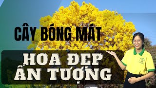 Top 10 Cây Bóng Mát Cây Công Trình có Hoa Đẹp Ấn Tượng - Tạo Sân Vườn Đẹp  |Cây Xanh Ngọc Trang|