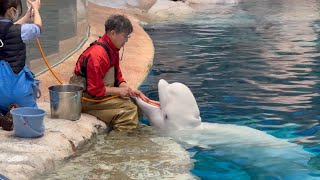 2025/01/25 ベルーガの不思議な魚の食べ方/終了後の遊びの時間@名古屋港水族館