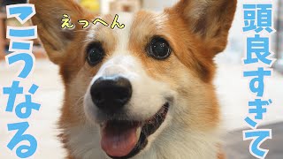 【悲報】賢い犬種であるコーギー犬を甘やかしすぎるとこうなります