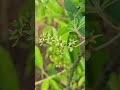 orange climber western ghats spice