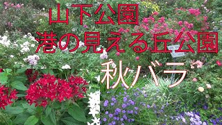 【秋バラを見ながら】山下公園→港の見える丘公園を歩いてみた【2024年10月26日】【神奈川横浜観光デートスポット】横浜市中区