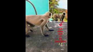 Monkey mirror prank very funny video try not to laugh #monkey #animal #status #shorts
