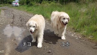 アイン村　2024.05.02　ユホとチヨ　アイン村６子全員でのお散歩