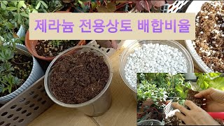 제라늄전용상토사용후기/제라늄전용상토로분갈이하는법/분갈이이후물주는법