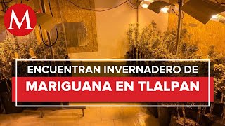 En CdMx, desmantelan laboratorio e invernadero de mariguana en Tlalpan