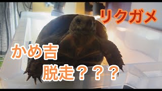 【リクガメ】かめ吉の脱走