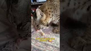 This Wild Cat Was Trapped! Watch Its Heartwarming Journey… 😲🐾