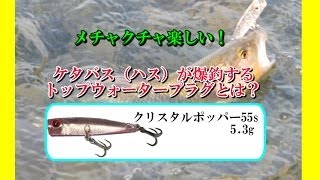 【超楽しい！】ケタバス（ハス）が爆釣するトップウォータープラグとは？【第二弾】クリスタルポッパー 55S