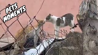 Funny Pet Fails & Purrfect Moments! The Ultimate Compilation of Animal Antics