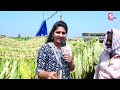 నష్టమంటూ తెలియని పొగాకు పంట .. tobacco farming cultivation of tobacco ‪@sumantvkurnool