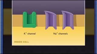 McG-H - The Nerve Impulse