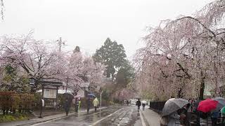 2019年4月27日　角館開花状況-8