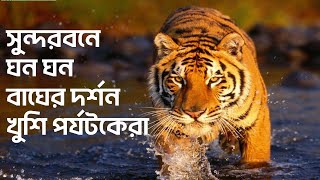 সুন্দরবনে ঘন ঘন বাঘের দর্শন, খুশি পর্যটকেরা | Sundarbans | Royal Bengal Tigers | Aaj Tak Bangla