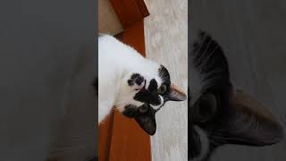 #Shorts　首を傾げるはちわれ猫【ショート動画】