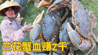 【阿渔妹赶海合集】阿渔妹浑水摸蟹，几十块一斤的兰花蟹抓了一只又一只，乐坏了【阿渔妹】