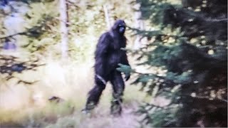 Bigfoot Photos That Were Leaked By The Government - Part 2