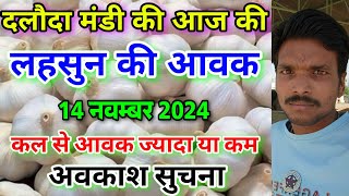 दलौदा मंडी आज की लहसुन आवक 14 नवम्बर 2024 |garlic arrival today daloda